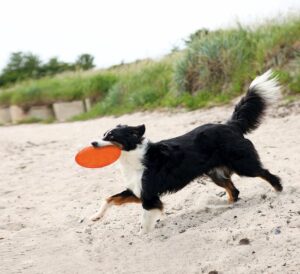 Trixie - Rubber Frisbee Dog Soar Blauw nu bestellen via hondenspeelgoedshop.nl