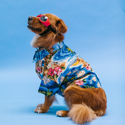Koelspeelgoed biedt verkoeling én plezier, ideaal tijdens warme zomerdagen. Dit type speelgoed is speciaal ontworpen om je hond te helpen afkoelen, wat met name belangrijk is voor: 🐾 Honden met dikke vachten – Rassen zoals de Berner Sennen, Newfoundlander of Husky hebben sneller last van oververhitting. 🐾 Honden die gevoelig zijn voor hitte – Koelspeelgoed biedt verfrissing en stimuleert veilig spelen. 🐾 Puppy’s die tandjes wisselen – Het koele materiaal verzacht pijn en biedt comfort. 🐾 Honden die van water houden – Drijvend koelspeelgoed biedt extra plezier in het zwembad of aan het strand. Bekijk ons koelspeelgoed en geef je hond verkoeling op warme dagen!