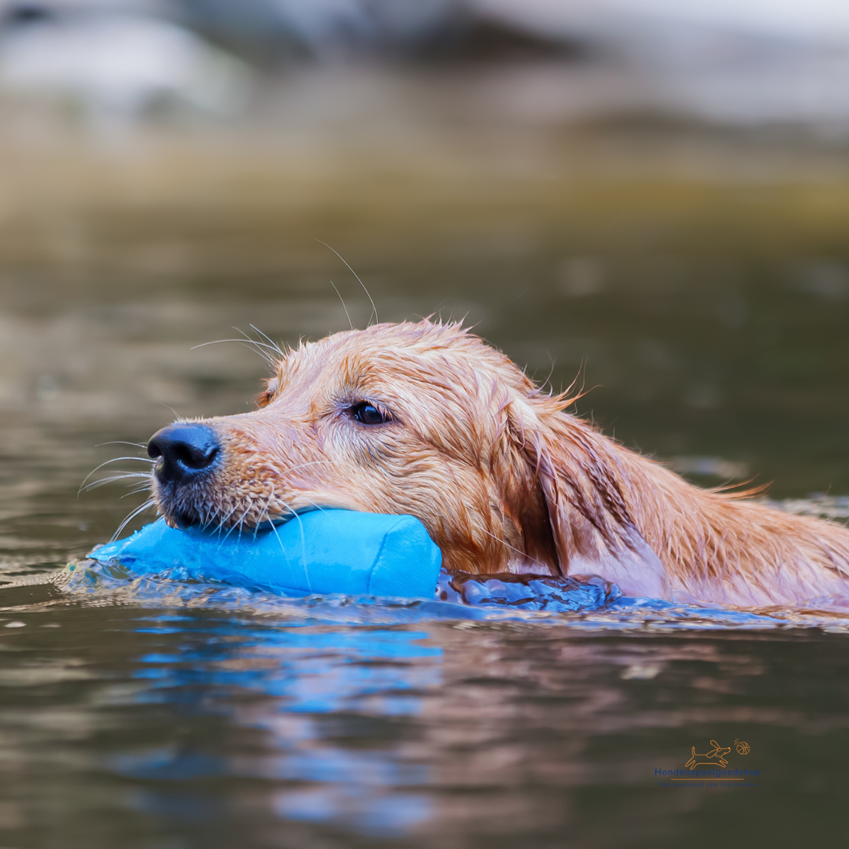 Op zoek naar leuk en uitdagend water- en zwemspeelgoed voor jouw hond? Bij hondenspeelgoedshop.nl ontdek je het beste drijvende en waterbestendige hondenspeelgoed, speciaal ontworpen om je hond te stimuleren om te zwemmen. Zwemmen is niet alleen een gezonde en veilige manier voor honden om in beweging te blijven, maar ook een geweldige manier om verkoeling te bieden op warme dagen.